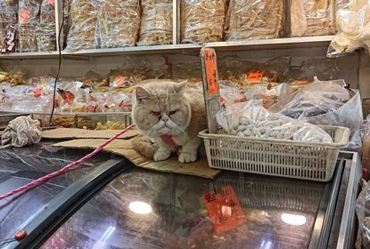 Hong Kong shop cat grumpy