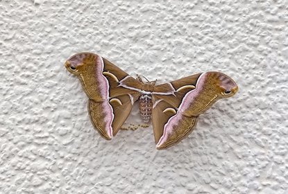 Lesser Atlas Moth