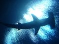 hammerhead shark cover image