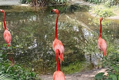 kadoorie farm flamingo