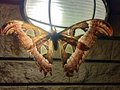 Atlas Moth
