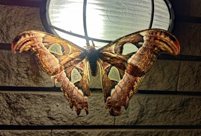 Atlas Moth