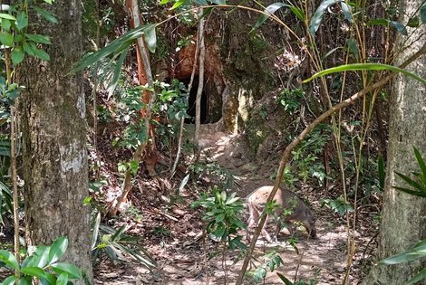 Baby boar and secret cave