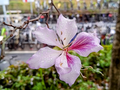 Bauhinia