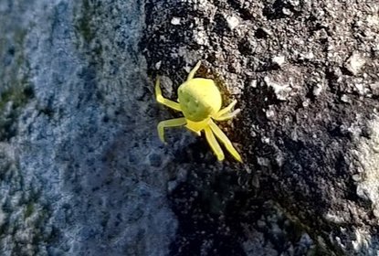 Crab Spider Yellow Hong Kong