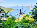 Giant Golder Orb Weaver