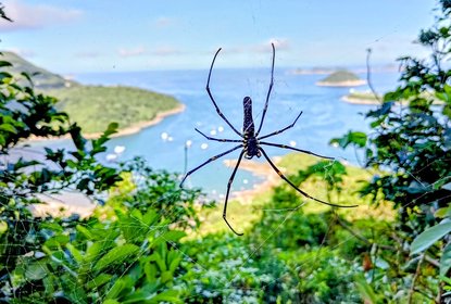 Giant Golder Orb Weaver