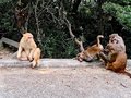 Golden macaque cover