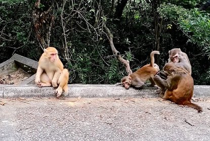 Golden macaque cover