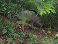 Hong Kong wild boar