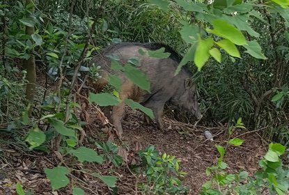 Hong Kong wild boar