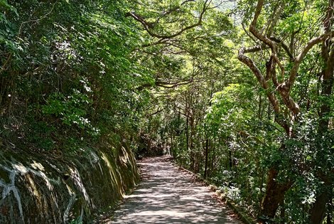 It's green and shaded much of the way down