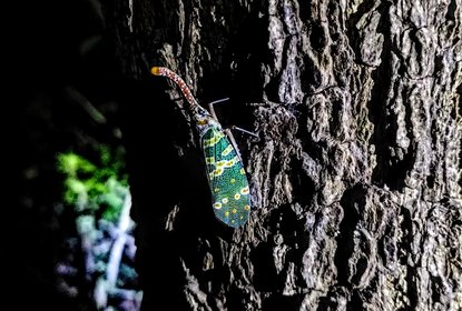 Lantern bug
