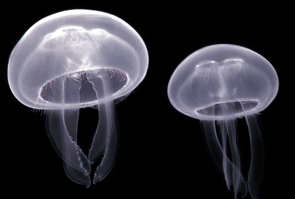 Moon Jellyfish