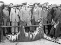 South China Tiger Killed in Hong Kong