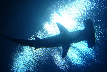 hammerhead shark cover image