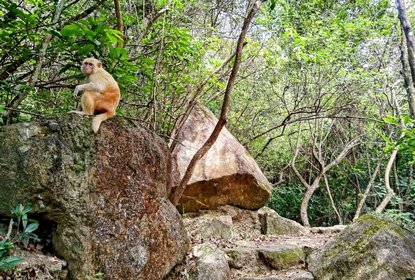 qianlong monkey
