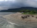 water buffalos on a bank of dirt near Pui O in Hong Kong