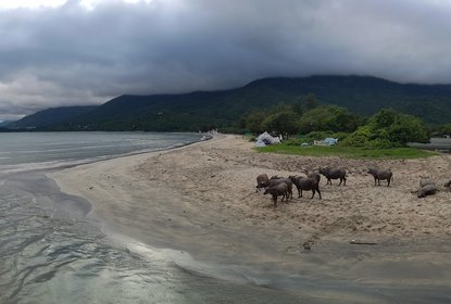 water buffalos on a bank of dirt near Pui O in Hong Kong